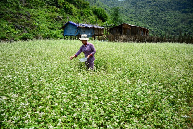 Theo anh Dương Văn Hằng - người dân ở thôn Lân Gặt, ngoài mùa hoa tam giác mạch phổ biến vào dịp tháng 10-11 như nhiều nơi khác, những năm gần đây bà con ở Trấn Yên còn trồng thêm vụ hoa xuân.